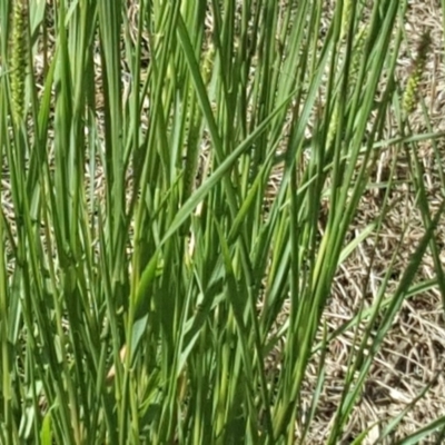 Setaria parviflora (Slender Pigeon Grass) at Stromlo, ACT - 29 Jan 2018 by Mike