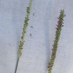 Setaria parviflora at Stromlo, ACT - 30 Jan 2018