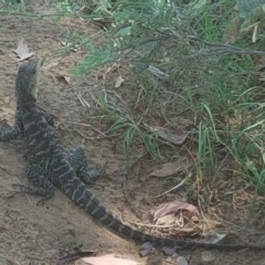 Intellagama lesueurii howittii (Gippsland Water Dragon) at Stromlo, ACT - 30 Jan 2018 by Mike