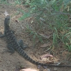 Intellagama lesueurii howittii (Gippsland Water Dragon) at Stromlo, ACT - 29 Jan 2018 by Mike