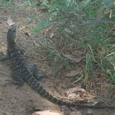 Intellagama lesueurii howittii (Gippsland Water Dragon) at Stromlo, ACT - 30 Jan 2018 by Mike