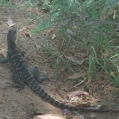 Intellagama lesueurii howittii (Gippsland Water Dragon) at Stony Creek - 29 Jan 2018 by Mike