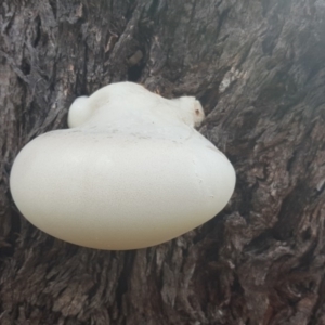 Laetiporus portentosus at Isaacs, ACT - 25 Jan 2018 04:56 PM