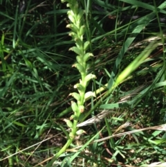 Microtis sp. (Onion Orchid) at Belconnen, ACT - 18 Dec 2016 by KMcCue