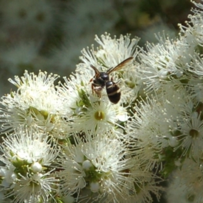 Lasioglossum (Australictus) peraustrale (Halictid bee) at Aranda, ACT - 3 Dec 2016 by KMcCue