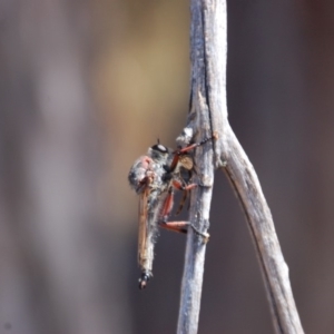 Neoaratus hercules at Belconnen, ACT - 20 Mar 2015 03:13 PM