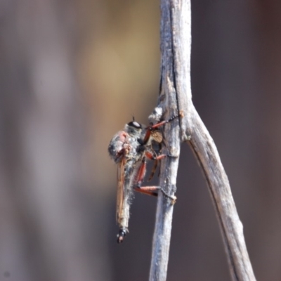 Neoaratus hercules (Herculean Robber Fly) at Belconnen, ACT - 20 Mar 2015 by KMcCue