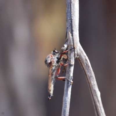 Neoaratus hercules (Herculean Robber Fly) at Belconnen, ACT - 20 Mar 2015 by KMcCue