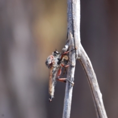 Neoaratus hercules (Robber fly) at Point 4526 - 20 Mar 2015 by KMcCue