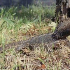 Pogona barbata (Eastern Bearded Dragon) at Mount Clear, ACT - 25 Oct 2014 by KMcCue