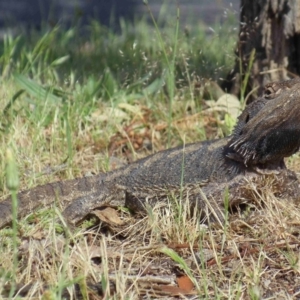 Pogona barbata at Mount Clear, ACT - 25 Oct 2014