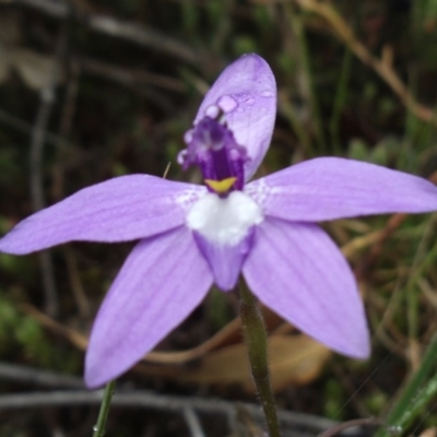 Glossodia major (Wax Lip Orchid) at Cotter River, ACT - 20 Oct 2014 by KMcCue