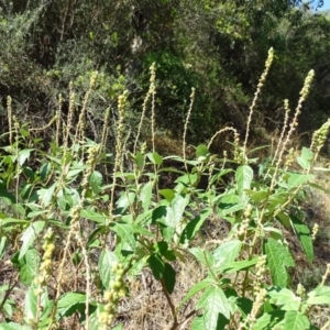 Adriana tomentosa var. tomentosa at Stromlo, ACT - 30 Jan 2018 10:45 AM