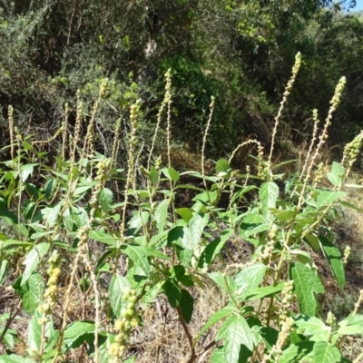 Adriana tomentosa var. tomentosa (Eastern Bitterbush) at Cotter Reserve - 29 Jan 2018 by Mike