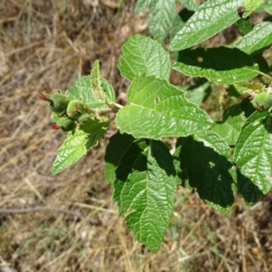 Adriana tomentosa var. tomentosa at Stromlo, ACT - 30 Jan 2018 10:45 AM