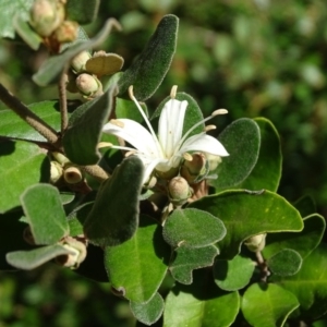 Correa alba var. alba at Stromlo, ACT - 30 Jan 2018