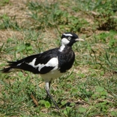 Grallina cyanoleuca (Magpie-lark) at Stromlo, ACT - 30 Jan 2018 by Mike