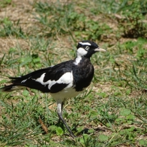 Grallina cyanoleuca at Stromlo, ACT - 30 Jan 2018 10:41 AM