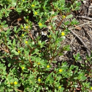 Portulaca oleracea at Stromlo, ACT - 30 Jan 2018 10:37 AM