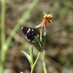 Phalaenoides tristifica (Willow-herb Day-moth) at Stromlo, ACT - 30 Jan 2018 by Mike