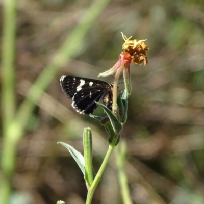 Phalaenoides tristifica (Willow-herb Day-moth) at Stony Creek - 29 Jan 2018 by Mike