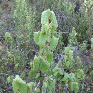 Correa reflexa var. reflexa at Stromlo, ACT - 30 Jan 2018 10:04 AM