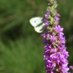 Pieris rapae (Cabbage White) at Stromlo, ACT - 30 Jan 2018 by Mike