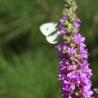 Pieris rapae (Cabbage White) at Stromlo, ACT - 29 Jan 2018 by Mike