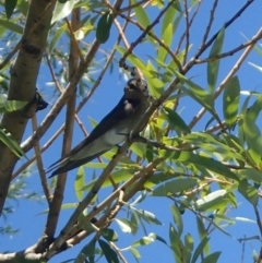 Hirundo neoxena at Campbell, ACT - 19 Jan 2018 12:00 AM