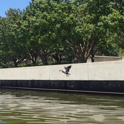 Anas platyrhynchos x superciliosa (Pacific Black Duck X Mallard (Hybrid)) at Lake Burley Griffin Central/East - 19 Jan 2018 by jb2602