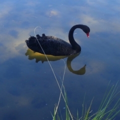 Cygnus atratus (Black Swan) at Lake Burley Griffin West - 18 Jan 2018 by jbromilow50