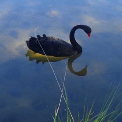 Cygnus atratus (Black Swan) at Acton, ACT - 18 Jan 2018 by jbromilow50