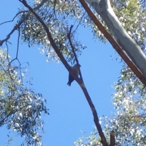 Artamus cyanopterus at Acton, ACT - 19 Jan 2018