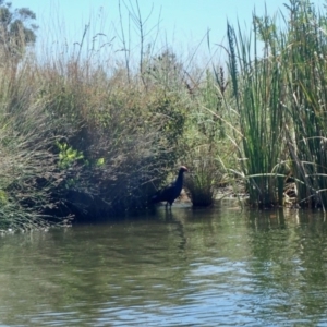 Porphyrio melanotus at Yarralumla, ACT - 19 Jan 2018