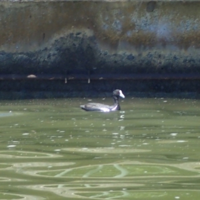 Fulica atra (Eurasian Coot) at Lake Burley Griffin Central/East - 19 Jan 2018 by jb2602