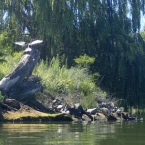 Anhinga novaehollandiae at Parkes, ACT - 19 Jan 2018