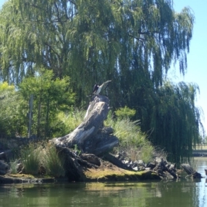 Anhinga novaehollandiae at Parkes, ACT - 19 Jan 2018 09:36 AM