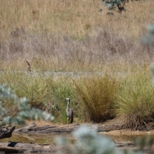 Egretta novaehollandiae at Stromlo, ACT - 5 Feb 2018 10:57 AM