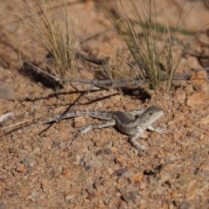 Amphibolurus muricatus at Wright, ACT - 5 Feb 2018 11:04 AM