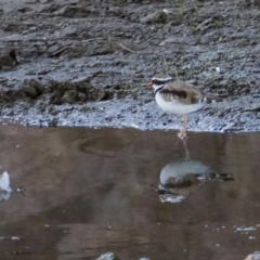 Charadrius melanops (Black-fronted Dotterel) at Coombs, ACT - 5 Feb 2018 by Simmo