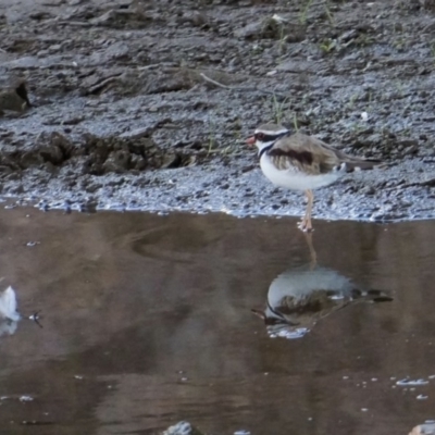 Charadrius melanops (Black-fronted Dotterel) at Coombs, ACT - 5 Feb 2018 by Simmo