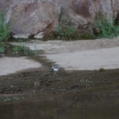 Charadrius melanops at Coombs, ACT - 5 Feb 2018 11:49 AM