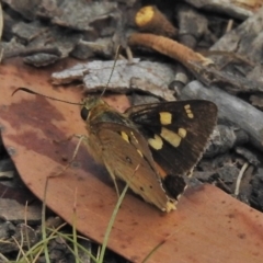 Trapezites eliena (Orange Ochre) at Namadgi National Park - 4 Feb 2018 by JohnBundock