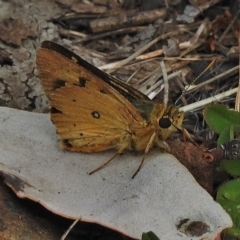 Trapezites eliena at Cotter River, ACT - 4 Feb 2018 02:38 PM