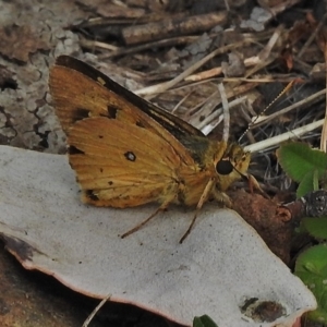 Trapezites eliena at Cotter River, ACT - 4 Feb 2018 02:38 PM