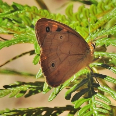 Heteronympha penelope (Shouldered Brown) at Paddys River, ACT - 5 Feb 2018 by JohnBundock