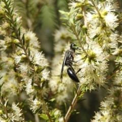 Sphecinae sp. (subfamily) (Unidentified Sand or Digger wasp) at Acton, ACT - 4 Feb 2018 by Qwerty