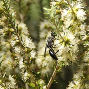 Sphecinae sp. (subfamily) at Acton, ACT - 4 Feb 2018