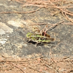 Gastrimargus musicus (Yellow-winged Locust or Grasshopper) at Hackett, ACT - 5 Feb 2018 by Qwerty