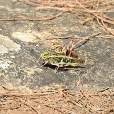 Gastrimargus musicus (Yellow-winged Locust or Grasshopper) at Mount Majura - 5 Feb 2018 by Qwerty